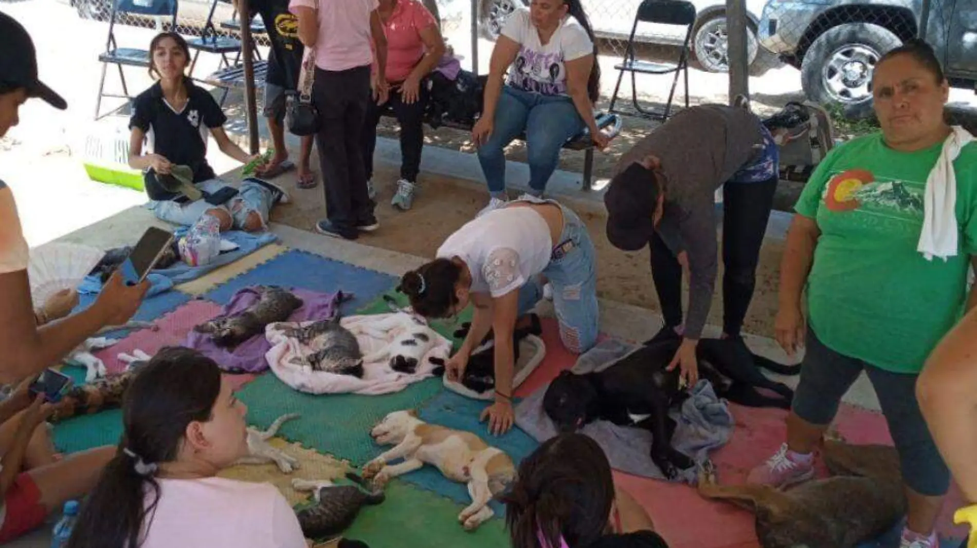 5 mil mascotas esterilizadas